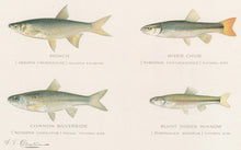 Load image into Gallery viewer, Denton, Sherman F.  “Roach, River Chub, Common Silverside, Blunt Nosed Minnow”
