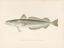 Load image into Gallery viewer, Denton, Sherman F. “Whiting”
