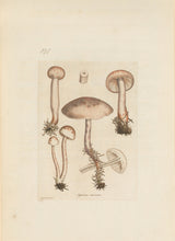 Load image into Gallery viewer, Curtis, William "Agaricus carnosus. Fleshy mushroom." Pl. 191