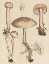 Load image into Gallery viewer, Curtis, William "Agaricus carnosus. Fleshy mushroom." Pl. 191