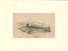 Load image into Gallery viewer, Jardine, William. Pl. 17. "Radiated Weaver"