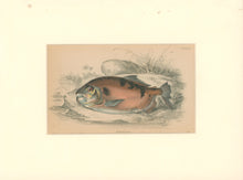 Load image into Gallery viewer, Jardine, William. Pl. 20. "Myletes Pacu"