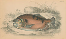 Load image into Gallery viewer, Jardine, William. Pl. 20. "Myletes Pacu"