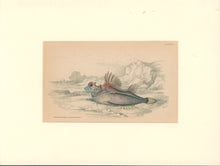 Load image into Gallery viewer, Jardine, William. Pl. 22. "Four-Horned Aspidophorus"