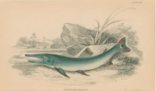 Load image into Gallery viewer, Jardine, William. Pl. 23. "Xiphostoma Ocellatum"