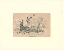 Load image into Gallery viewer, Jardine, William. Pl. 25. "The Addax"