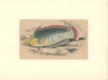 Load image into Gallery viewer, Jardine, William. Pl. 25. "Painted Labrus"