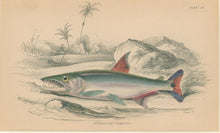 Load image into Gallery viewer, Jardine, William. Pl. 25. "Hydrocyon? Armatus"