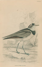 Load image into Gallery viewer, Jardine, William. Pl. 25. "Black Zoned Plover"