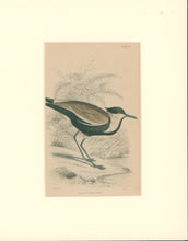 Load image into Gallery viewer, Jardine, William. Pl. 26. "Black Bodied Lapwing"