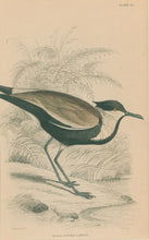 Load image into Gallery viewer, Jardine, William. Pl. 26. "Black Bodied Lapwing"
