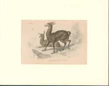 Load image into Gallery viewer, Jardine, William. Pl. 2. "The Brown Llama"