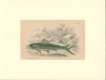 Load image into Gallery viewer, Jardine, William. Pl. 2. "Hypostoma Squalinum"