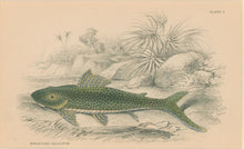 Load image into Gallery viewer, Jardine, William. Pl. 2. "Hypostoma Squalinum"