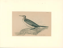 Load image into Gallery viewer, Jardine, William. Pl. 31. "Long Tailed Cormorant"
