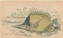 Load image into Gallery viewer, Jardine, William. Pl. 31. "Long-Beaked Chelmon"