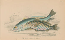 Load image into Gallery viewer, Jardine, William. Pl. 7. "The Maigre & Bearded Umbrina"