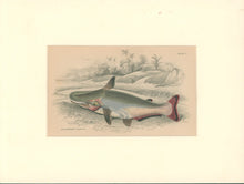 Load image into Gallery viewer, Jardine, William. Pl. 9. "Hypothalums Davalla"