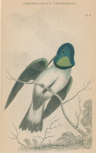 Load image into Gallery viewer, Jardine, William. Pl. 9. "Oreotrochilus Chimborazo"