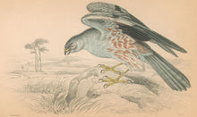 Load image into Gallery viewer, Stewart "Ash Coloured Harrier." Pl. 23 from Jardine's "Naturalist's Library"