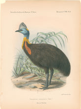 Load image into Gallery viewer, Keulemans, John G. "Casuarius occipitalis"