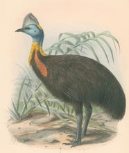 Load image into Gallery viewer, Keulemans, John G. "Casuarius occipitalis"