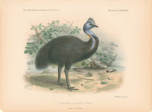 Load image into Gallery viewer, Keulemans, John G. "Casuarius Lagliazei"