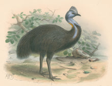 Load image into Gallery viewer, Keulemans, John G. "Casuarius Lagliazei"