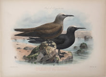 Load image into Gallery viewer, Keulemanns, John G.  “Anous Stolidus"