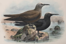 Load image into Gallery viewer, Keulemanns, John G.  “Anous Stolidus"