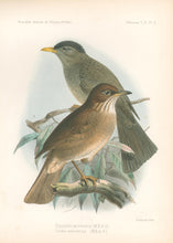 Load image into Gallery viewer, Keulemans, John G. "Hypsipetes parvirosiris.  Turdus comorensis"