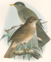 Load image into Gallery viewer, Keulemans, John G. "Hypsipetes parvirosiris.  Turdus comorensis"