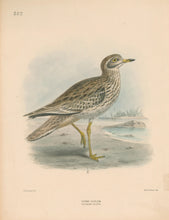 Load image into Gallery viewer, Keulemans, John G. “Stone Curlew”