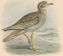 Load image into Gallery viewer, Keulemans, John G. “Stone Curlew”
