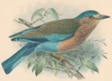 Load image into Gallery viewer, Keulemans, John G. “Indian Roller”
