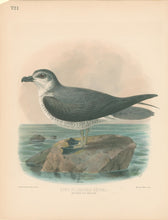 Load image into Gallery viewer, Keulemans, John G. “Soft Plumaged Petrel”