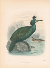 Load image into Gallery viewer, Keulemans, John G. “Shag”
