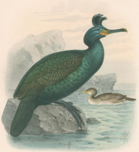 Load image into Gallery viewer, Keulemans, John G. “Shag”