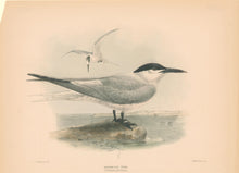 Load image into Gallery viewer, Keulemans, John G. “Sandwich Tern”