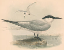 Load image into Gallery viewer, Keulemans, John G. “Sandwich Tern”
