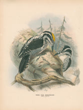 Load image into Gallery viewer, Keulemans, John G. “Three Toed Woodpecker”