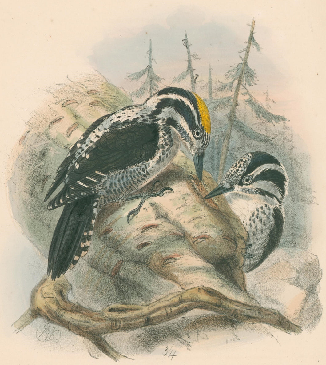 Keulemans, John G. “Three Toed Woodpecker”