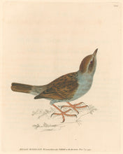 Load image into Gallery viewer, Lewin, William &quot;Hedge Warbler&quot;  Pl. 103.
