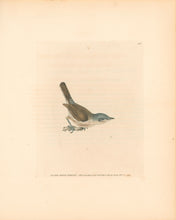 Load image into Gallery viewer, Lewin, William "Lesser White Throat" Pl. 106.