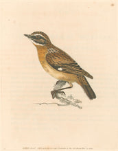 Load image into Gallery viewer, Lewin, William "Whin Chat" Pl. 111.