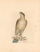 Load image into Gallery viewer, Lewin, William "Falcon Gentil" Pl. 11.