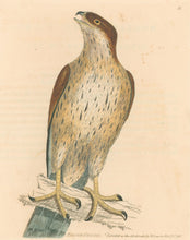 Load image into Gallery viewer, Lewin, William "Falcon Gentil" Pl. 11.