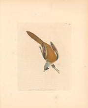Load image into Gallery viewer, Lewin, William &quot;Bearded Tit&quot;  Pl. 123.
