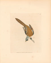 Load image into Gallery viewer, Lewin, William "Bearded Tit"  Pl. 123.