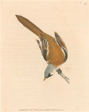 Load image into Gallery viewer, Lewin, William "Bearded Tit"  Pl. 123.